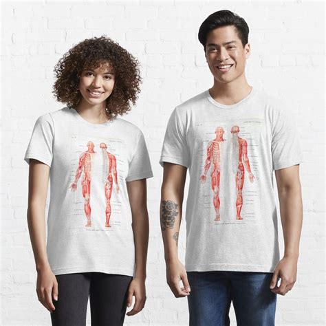 Vintage Muscular System Anatomical Chart Human Muscle Anatomy T