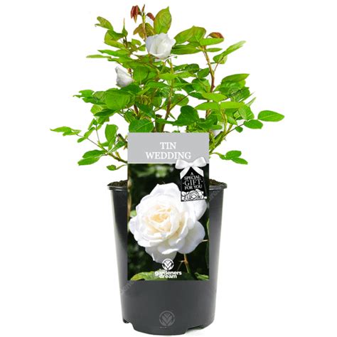 Tin Wedding Anniversary White Rose Bush Free Delivery