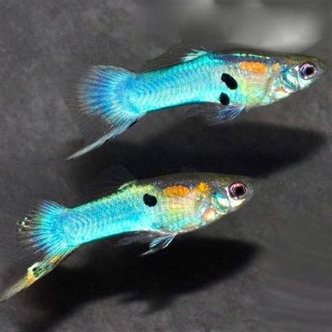 Their ancestors originally lived in northeastern south america, but guppies are now found throughout most of the world. Endler Guppy Man - Poecilia Wingei* - Aqua Natura - Uw ...