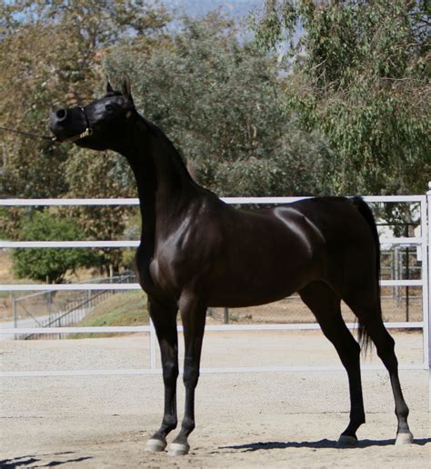 Arabian Horses For Sale In California Bestovall Arabians