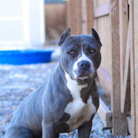 Blue Nose Pitbull Puppies For Sale Blue Pitbull Red Pitbulls Blue