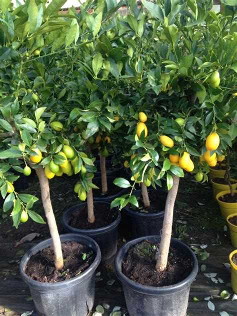 Zitronenlust Onlineshop Für Mediterrane Pflanzen Und Bäume Limequat