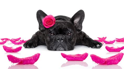Valentines Love Sick Dog Stock Image Image Of Friend 63962431