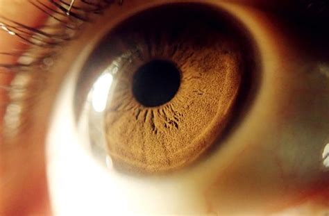 esclerótica blanco del ojo definición e ilustración detallada