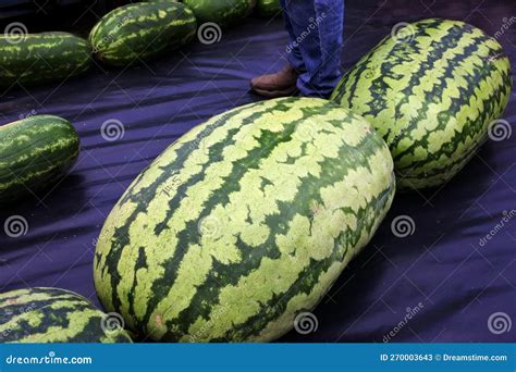 big melon weigh in at the chinchilla melon festival in chinchilla queensland australia stock