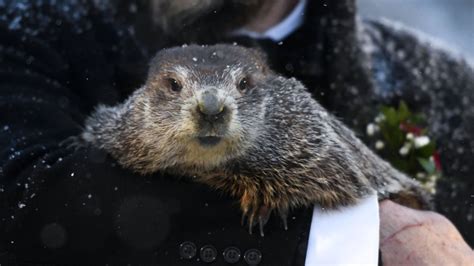 Groundhog Day Punxsutawney Phil Predicts 6 More Weeks Of Winter Npr