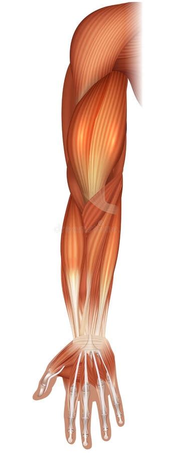 Músculos De La Mano Y Del Brazo Ilustración Del Vector Ilustración De
