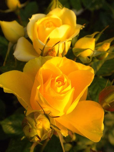 Beautiful Yellow Roses Flowers And Gardens
