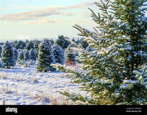 Balsam Fir At A Christmas Tree Farm Covered In A Blanket Of Snow Stock