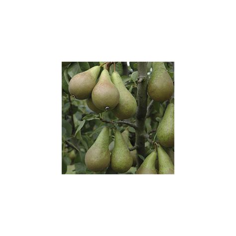 Duo Fruit Pear Tree Hope Plants Ltd