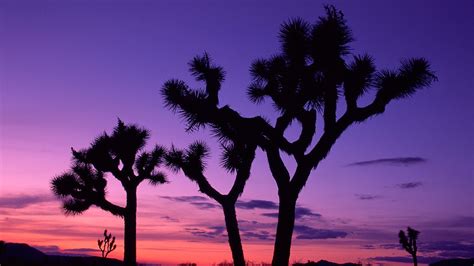 The Iconic Joshua Tree Is In Danger Of Extinction Howstuffworks