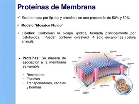 Membranas Biológicas Ii