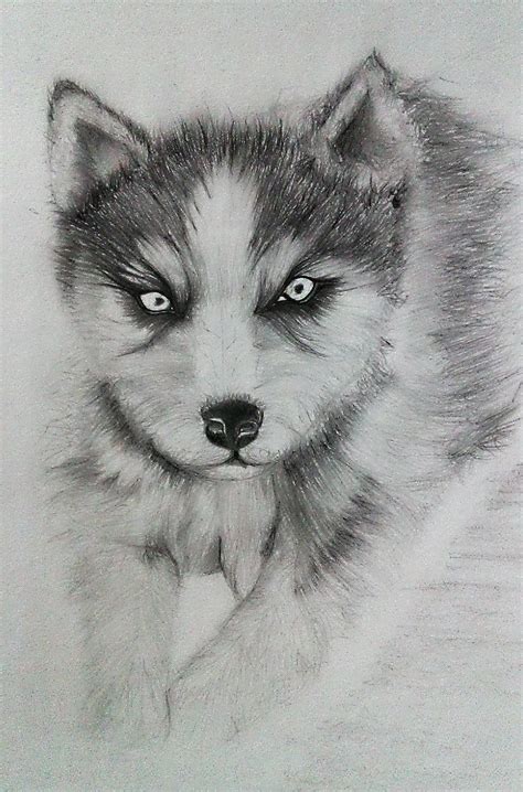 Xxxjxx - Siberian Husky Puppy Xxxjxx By Pawkeye On Deviantart | Free Hot ...