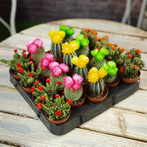 Colourful Flower Cactus Plants With Artificial Tops By Plant Parcel