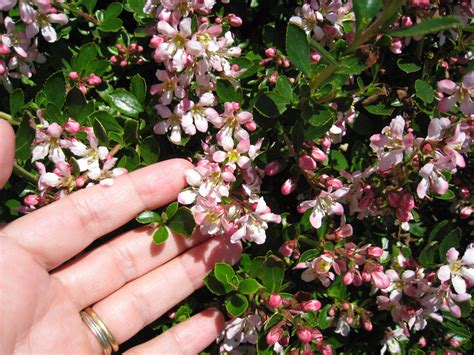 Escallonia Hedging Pink Escallonia Hedge Plants Evergreen Flowering Shrubs