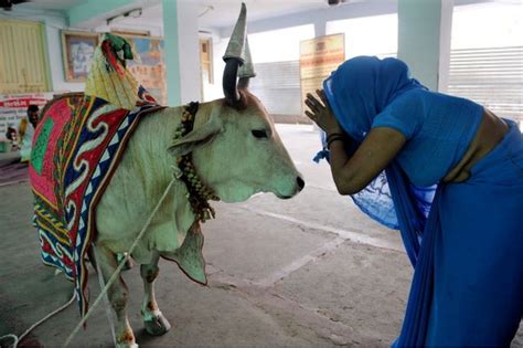 Why The Humble Cow Is Indias Most Polarising Animal Bbc News
