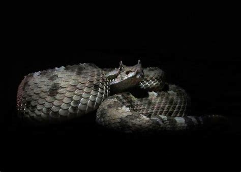 Sidewinder Rattlesnake By Nicksherping Redbubble