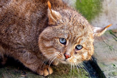The mountain cat is to be found in the high regions of bolivia. Veazey Travel