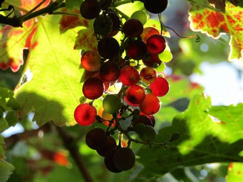 무료 이미지 분기 태양 덩굴 포도원 다발 과일 말린 씨앗 햇빛 자 익은 식품 수확 생기게 하다 가을