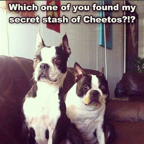 22 Of The Best Boston Terrier Dog Memes That Will Make You Smile
