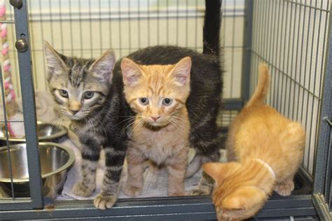 Kittens Flooding Charles County Animal Rescue Shelters Spotlight