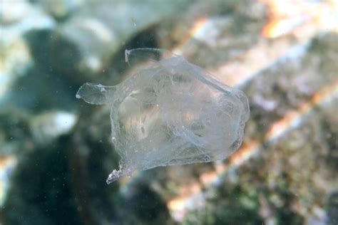 Sea Waspcarybdea Alata
