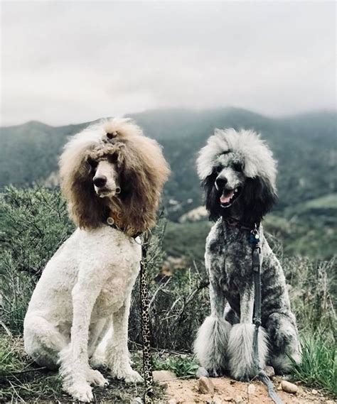Pin by Jenny Quadracci on Oodles of poodles | Poodle dog, Poodle puppy, Bulldog breeds