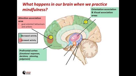 A Look At How The Brain Rewires Itself With Consistent Practice Of Mindfulness Calmandmindfulnj