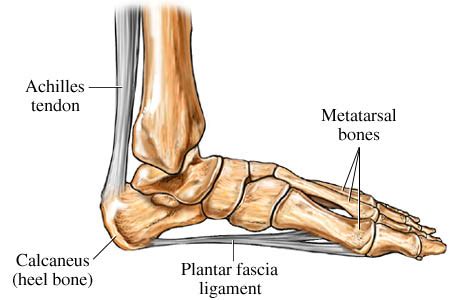 It serves to attach the plantaris, gastrocnemius (calf) and soleus muscles to the calcaneus (heel) bone. Tips For Healing Plantar Fascitis » Paul Chek's Blog