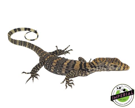 Sulfur Baby Water Monitor By Imperial Reptiles And Exotics Llc Morphmarket
