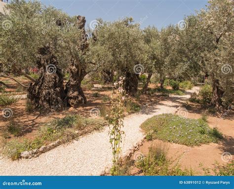 Eternal Holy Jerusalem Very Ancient Olive Trees In The Garden Of