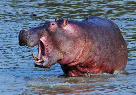 ¿sabías que el hipopótamo suda de un differente color 10datos