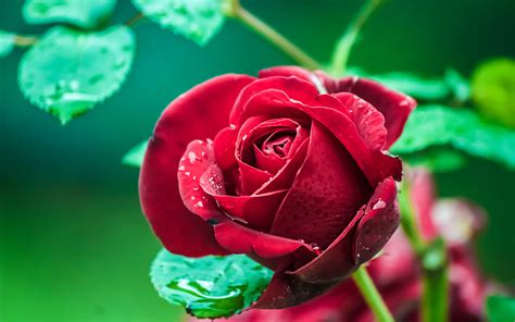 Beautiful Red Roses Garden Images