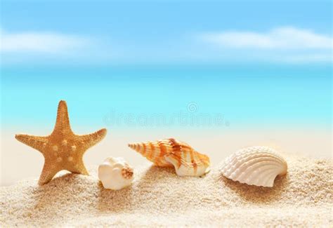 Seashells On Seashore In Tropical Beach Stock Photo Image Of Idyllic