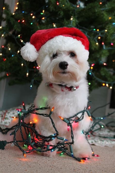 Dog Wrapped In Christmas Lights With Santa Hat Christmas Puppy