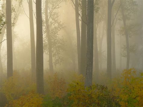 Misty Autumn Forest By Ilona Nagy
