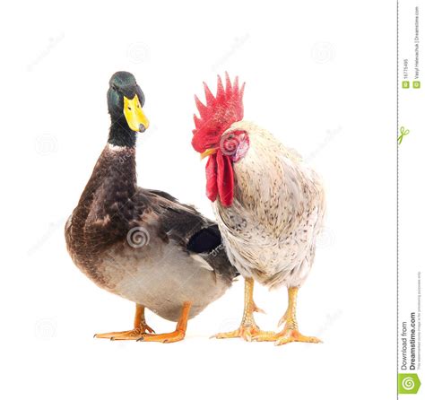 Cock Duck Tinyteens Pics