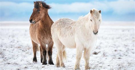 5 Facts About The Icelandic Horse