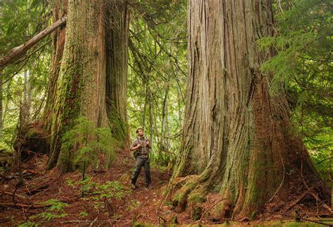 Guide To Washington States Ancient Forests Giant Trees And Old Growth Hikes — Lucas Cometto