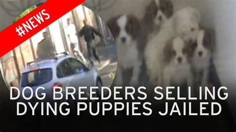 Horrific £100million Puppy Farm Trade As 100 Smuggling Gangs Sell Sick
