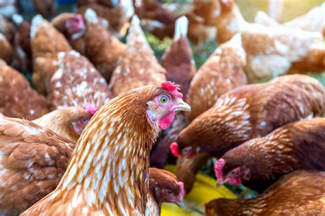Choosing Healthy Chickens Chickenfaqcom
