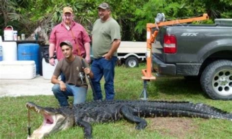 Teenger Caught 800 Pound Alligator In South Florida Usa