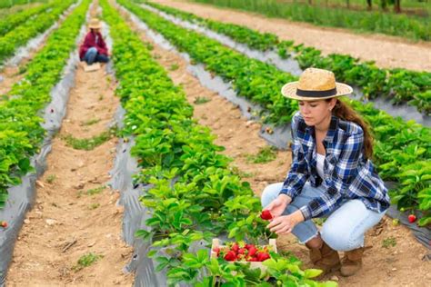 Where To Go Strawberry Picking Near Los Angeles Socal Field Trips