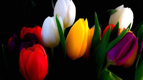 Colorful Tulips Hd Wallpaper For Wide 1610 53 Widescreen Wide