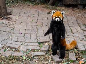 Red Pandas Alyssa In China