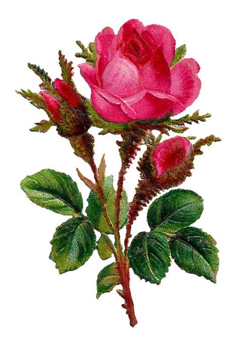Antique Images Printable Botanical Art Digital Pink Rose Flower Clip