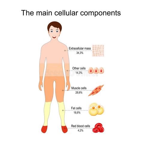 Los Principales Componentes Celulares Del Cuerpo Humano Tejido Y