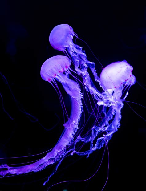 Jellyfish Underwater World Neon Glowing High Quality Wallpapershigh
