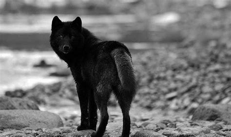 Black Wolf Wallpapers Hd Wallpaper Cave