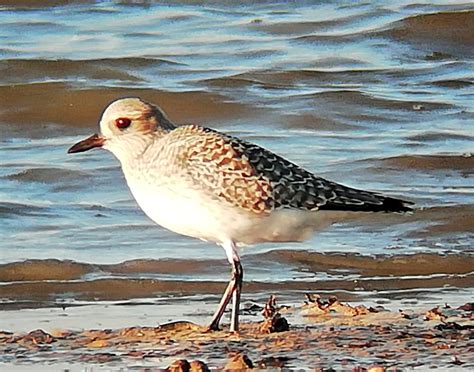 Harbour Update – posted 12/12/20 - Birds of Poole Harbour